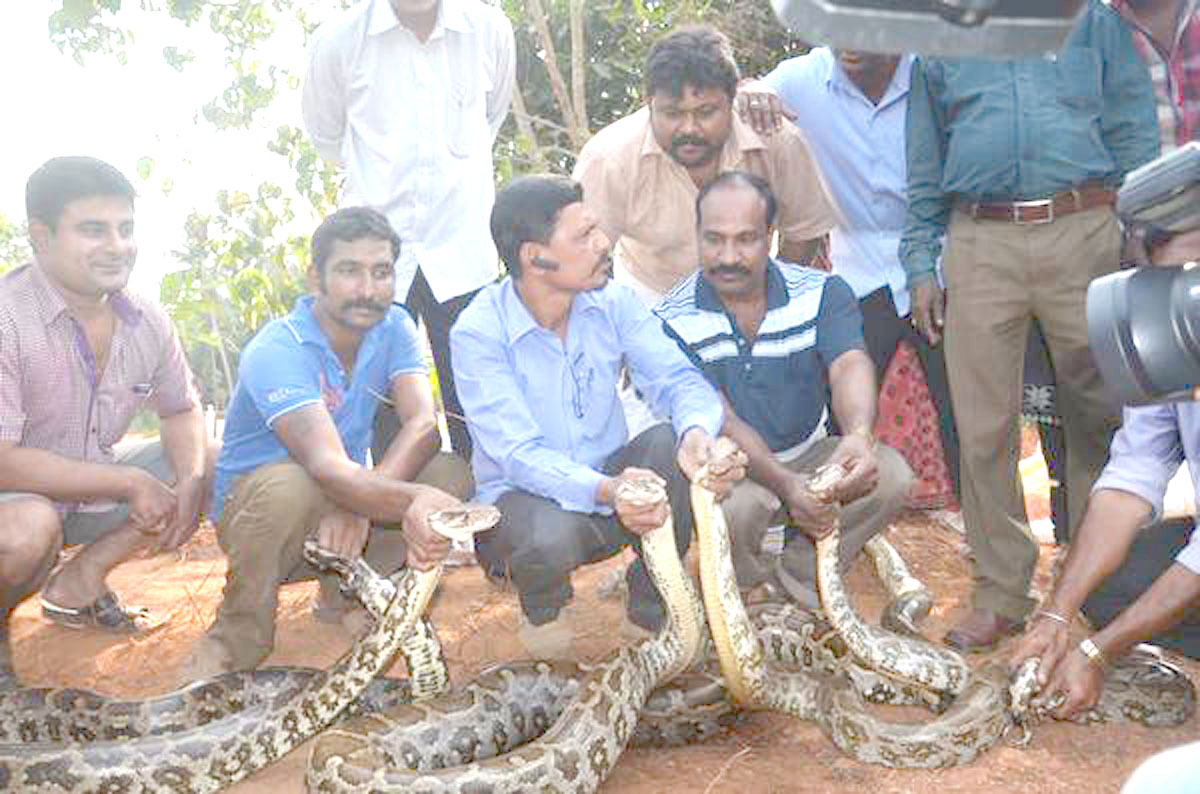 ಉಡುಪಿ: ದೇವಸ್ಥಾನದ ಬಳಿ ನಾಲ್ಕು ಹೆಬ್ಬಾವು ಪ್ರತ್ಯಕ್ಷ!